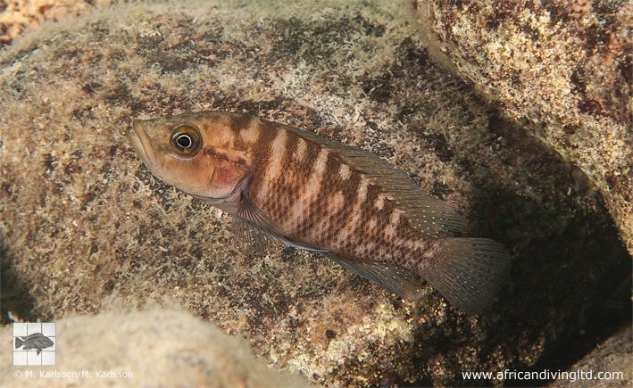 Neolamprologus obscurus 'Kitawe'